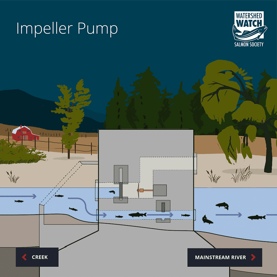 Section-Impeller-pump